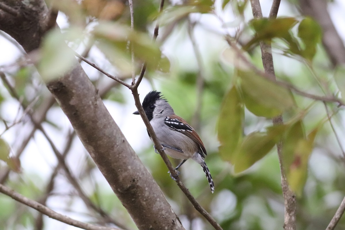 Batara à joues argent - ML644886822