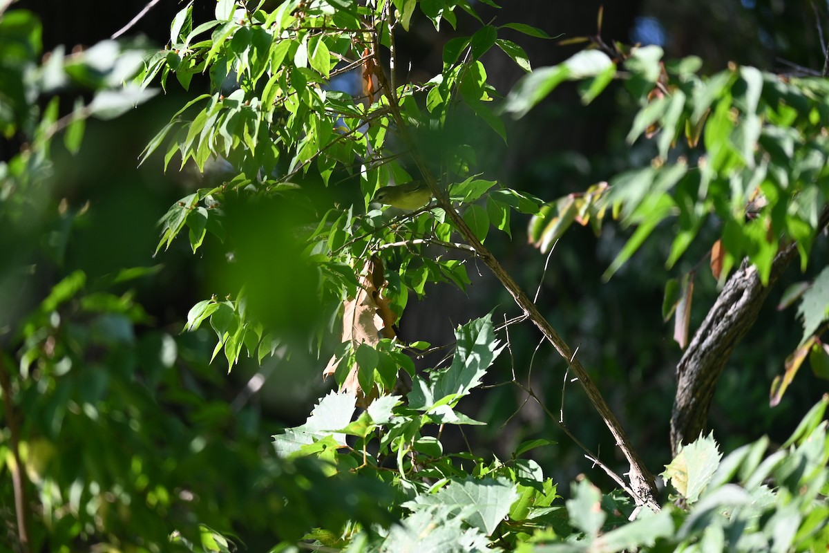 Viréo de Philadelphie - ML644886824