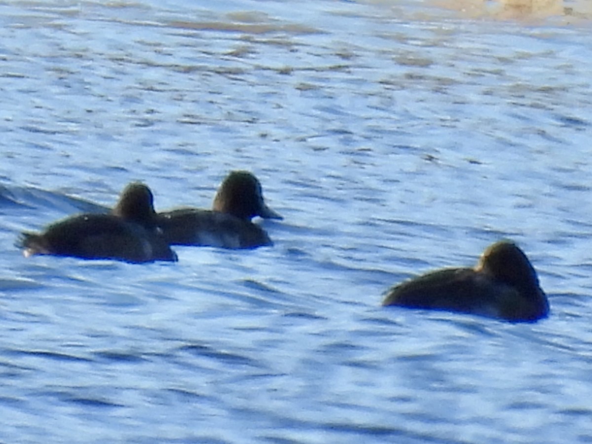 Petit Fuligule - ML644886826