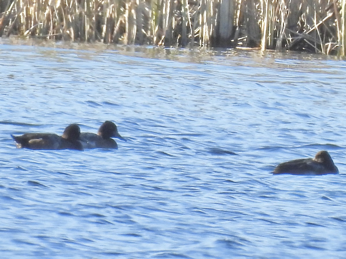 Petit Fuligule - ML644886827