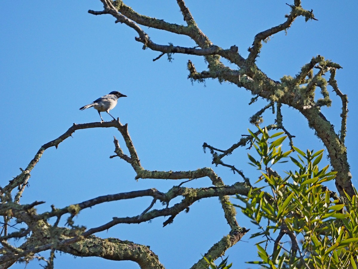 Geai buissonnier - ML644886828