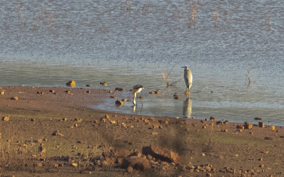 Flamant rose - ML644886833