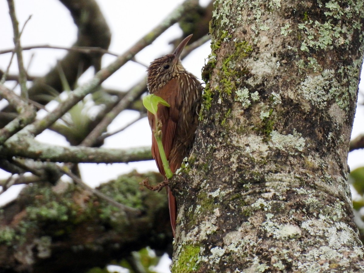 Grimpar de Souleyet - ML644886835