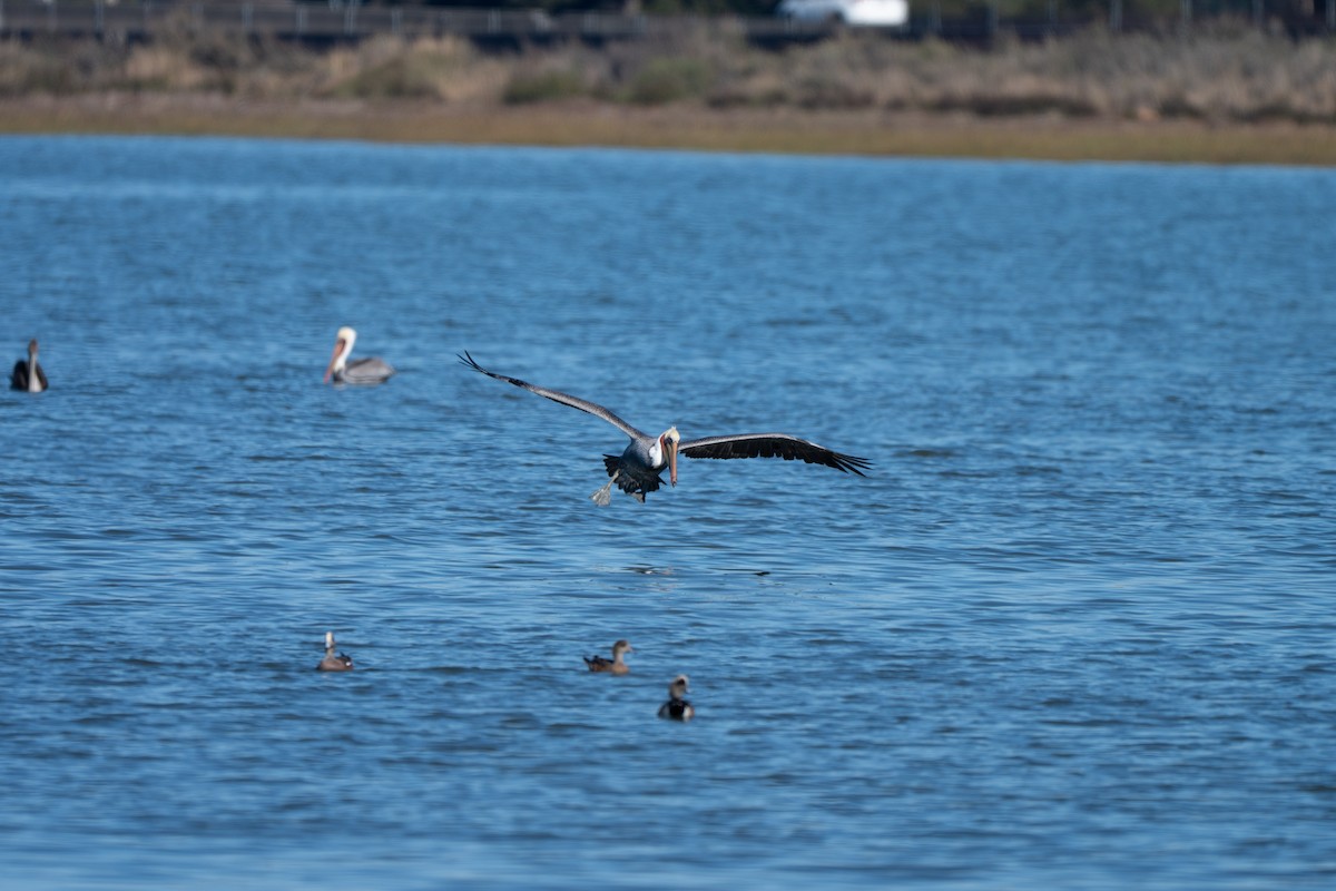 Pélican brun - ML644886836