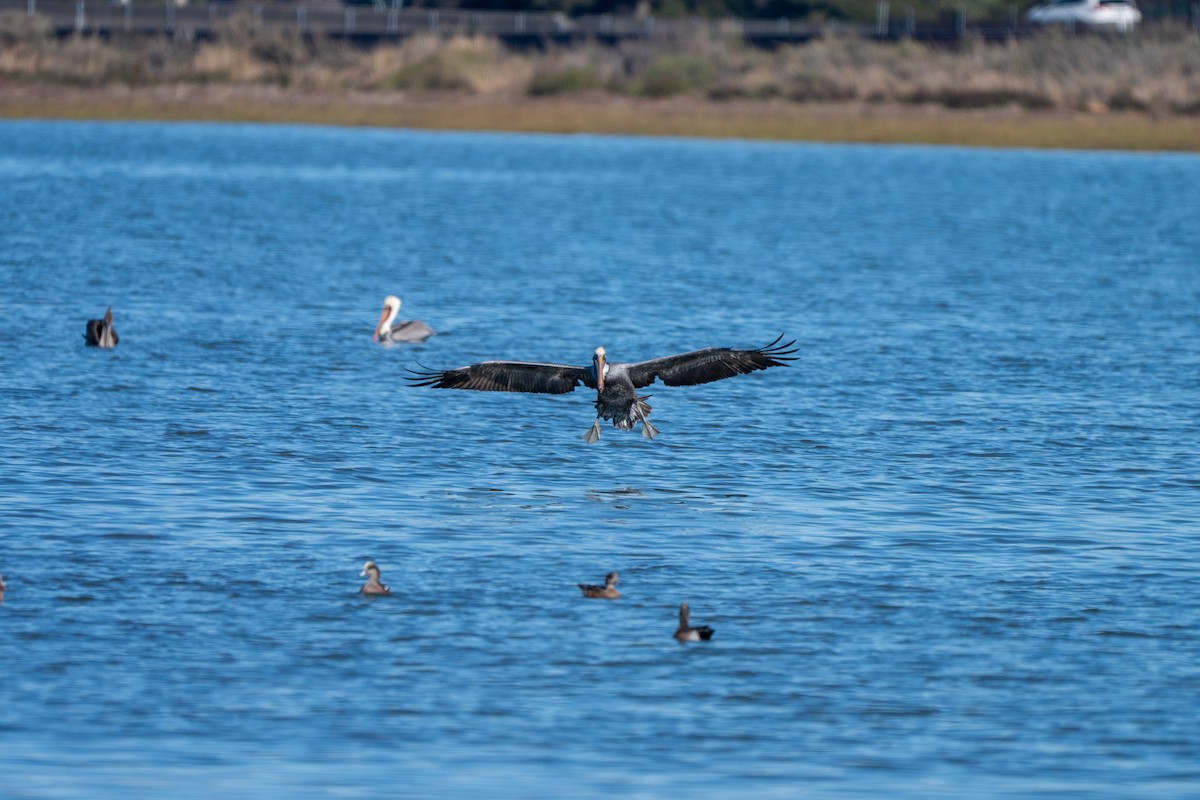 Pélican brun - ML644886837