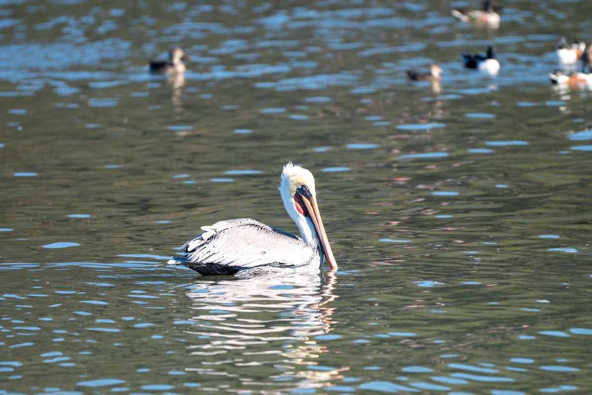 Pélican brun - ML644886838