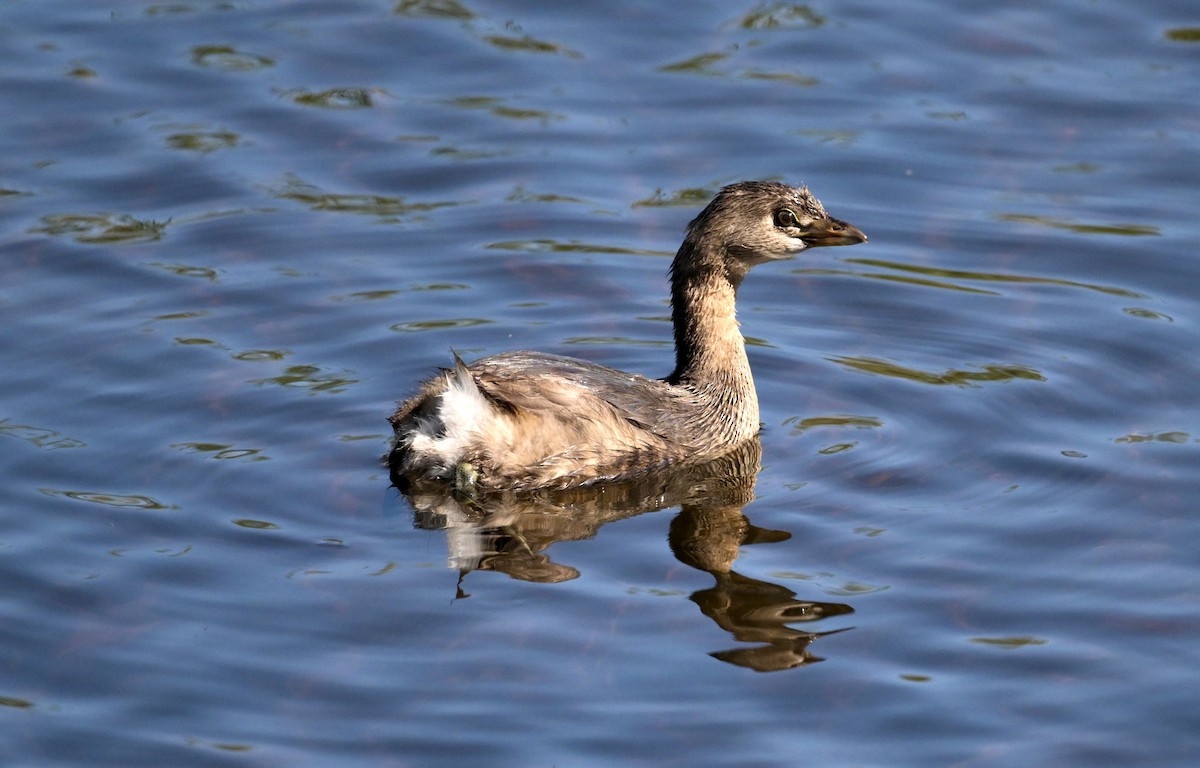 Grèbe à bec bigarré - ML644886840