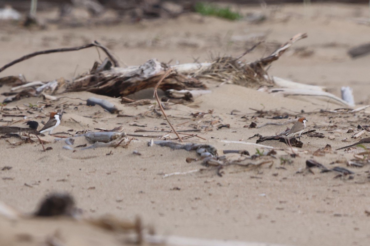 Pluvier à tête rousse - ML644886846