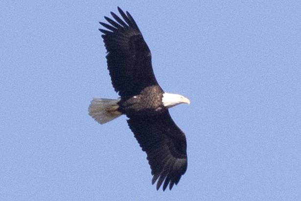 Pygargue à tête blanche - ML644886848