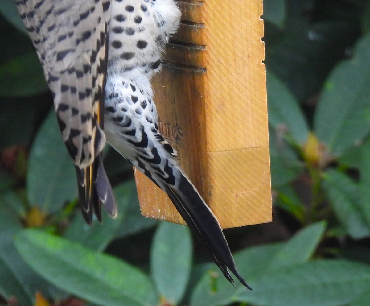 Pic flamboyant (hybride forme dorée x rosée) - ML644886849