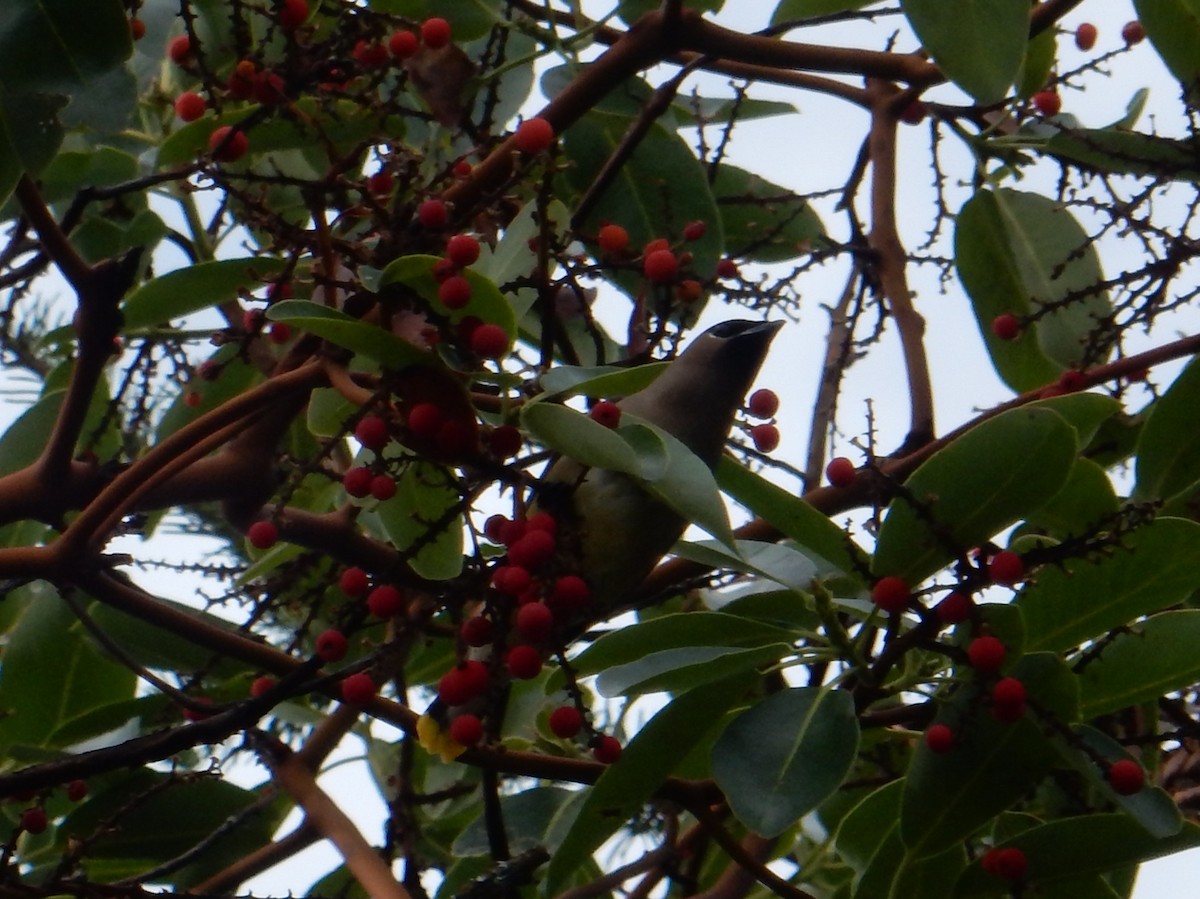 Jaseur d'Amérique - ML644886850