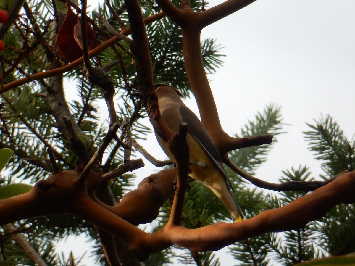 Jaseur d'Amérique - ML644886851