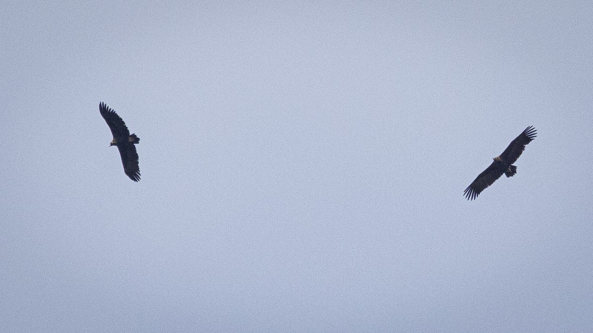 Sai beltza - ML644886852