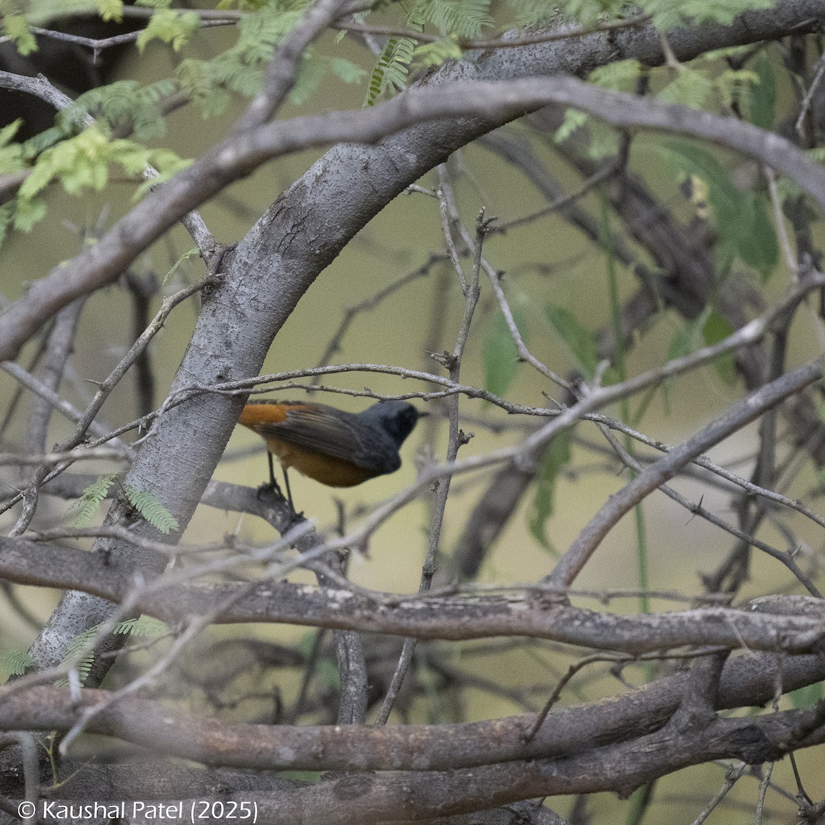 Minivet oranor - ML644886853