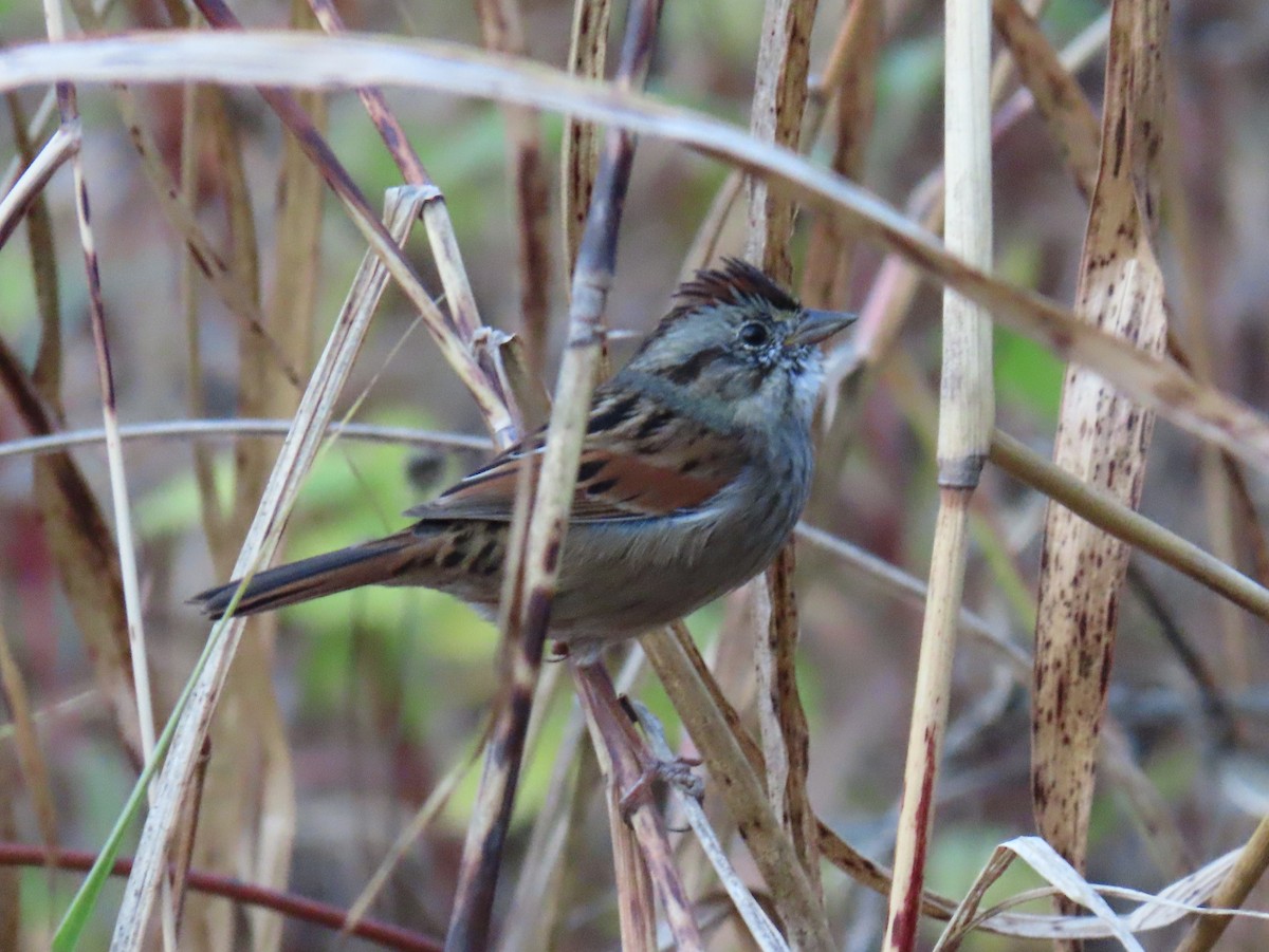 Пасовка болотяна - ML644886863