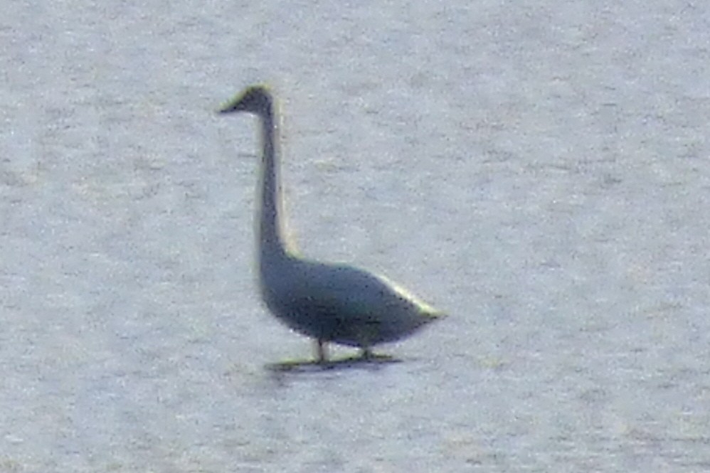 Tundra Swan - ML644886899