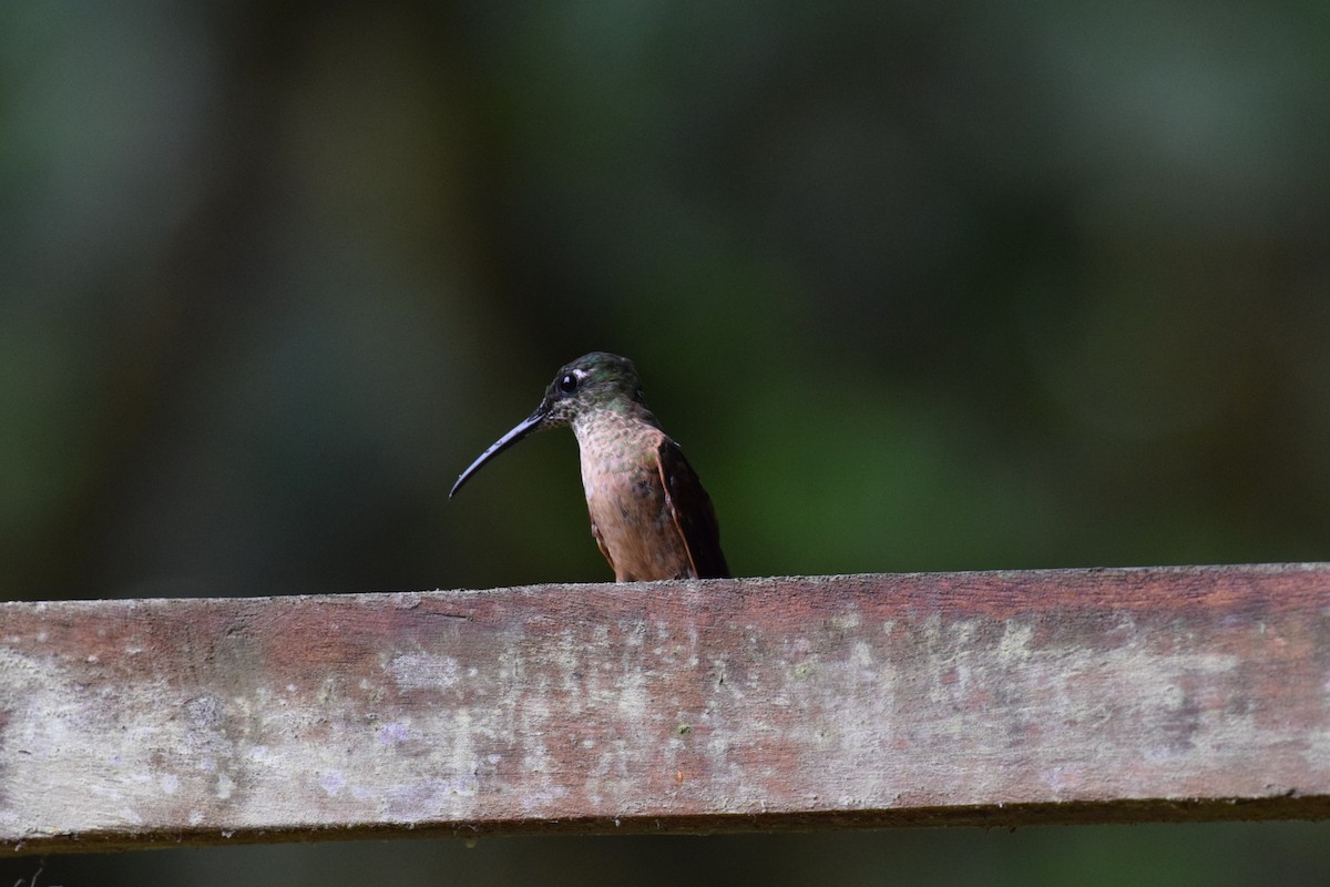 Fawn-breasted Brilliant - ML644886905