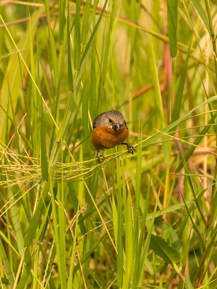 Ruddy-breasted Seedeater - ML644886914