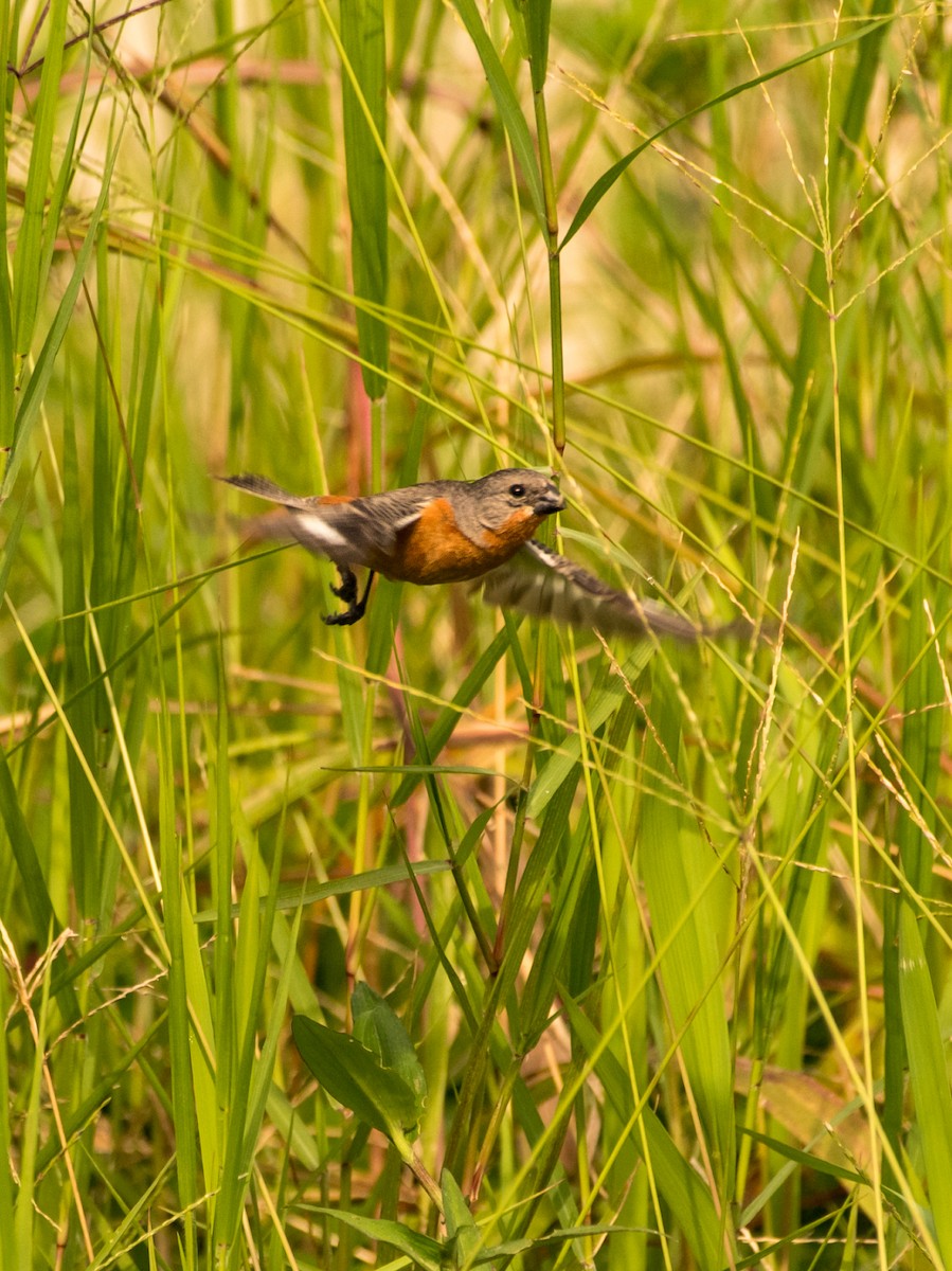 Ruddy-breasted Seedeater - ML644886915
