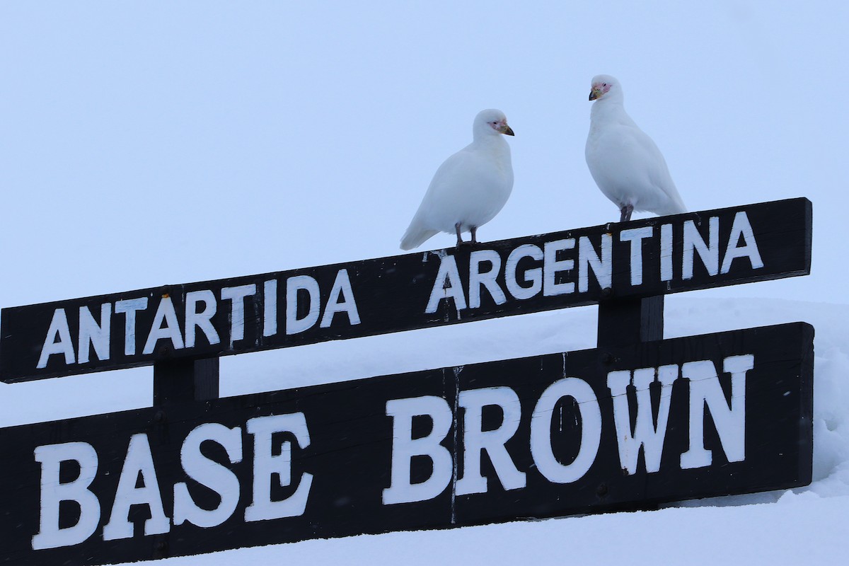 Snowy Sheathbill - ML644886920