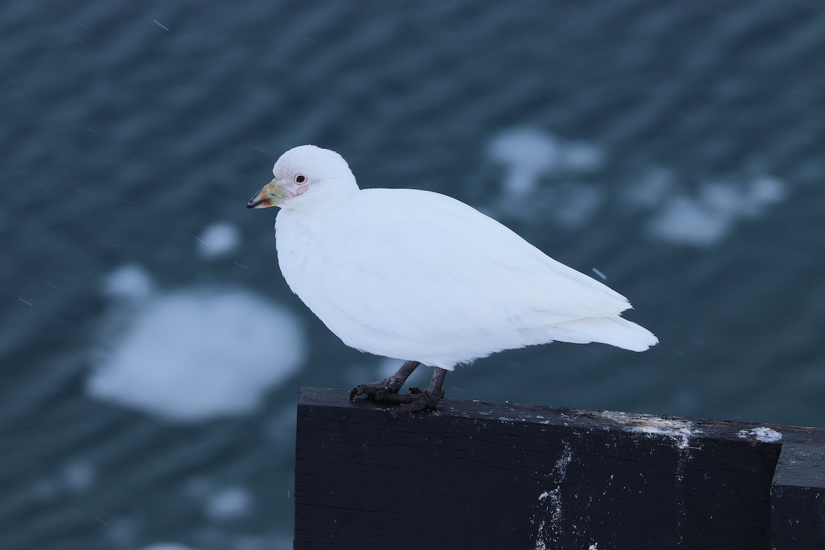 Snowy Sheathbill - ML644886921