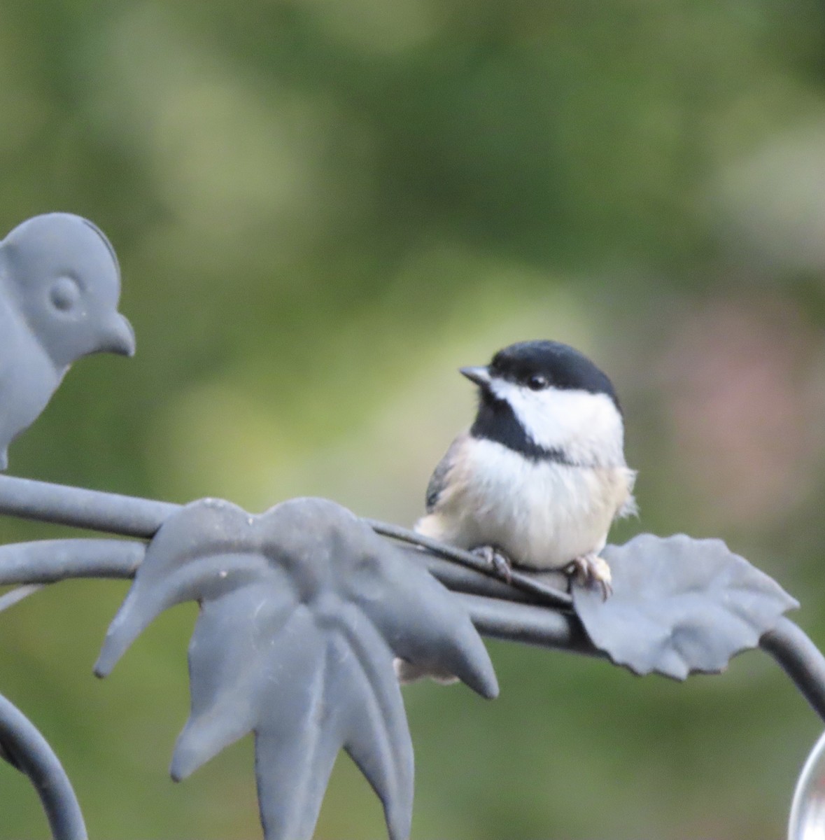 Carolina Chickadee - ML644886937