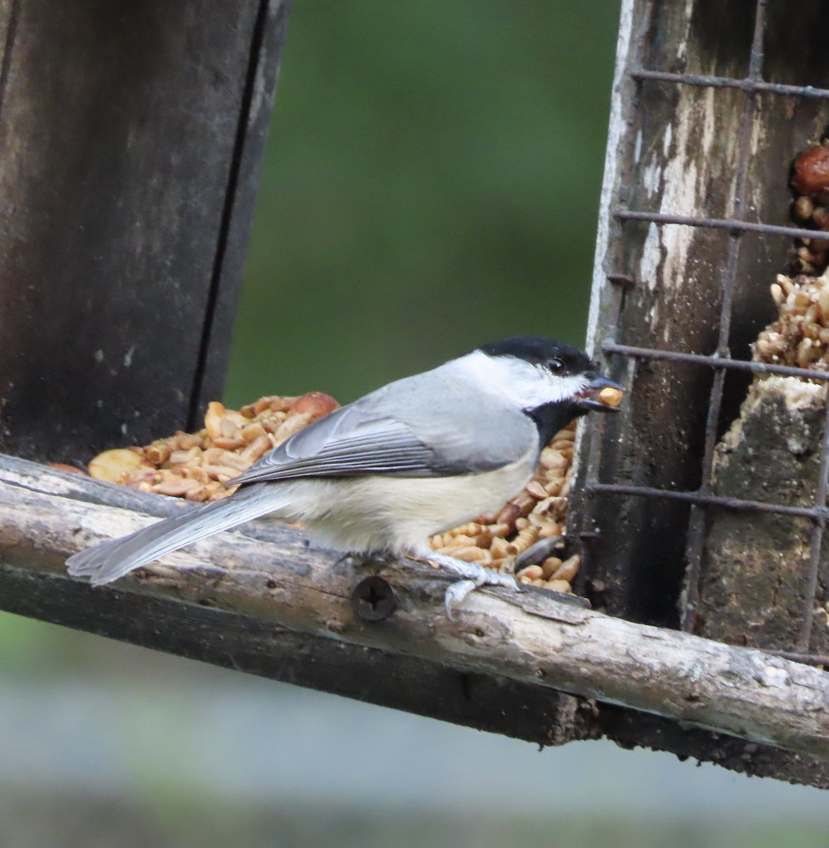 Carolina Chickadee - ML644886940