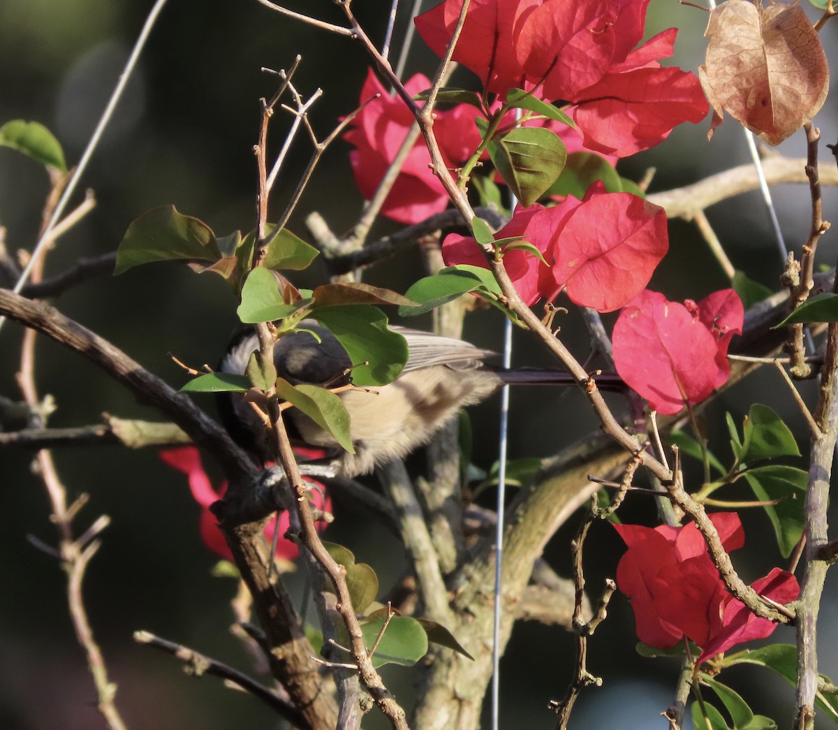 Carolina Chickadee - ML644886941