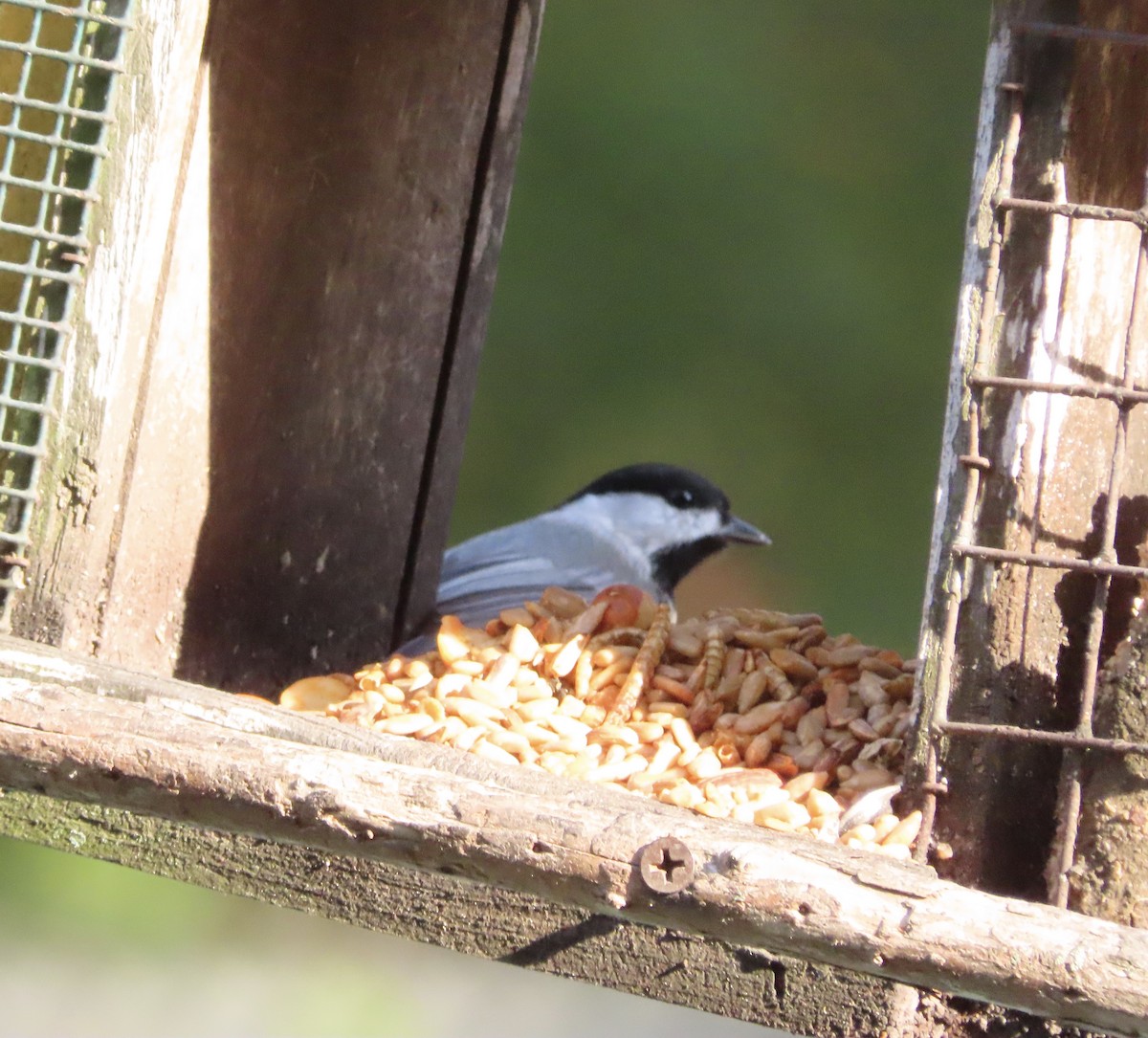 Carolina Chickadee - ML644886942