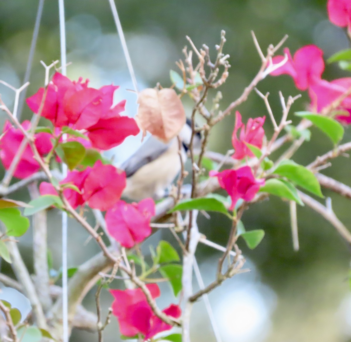 Carolina Chickadee - ML644886943