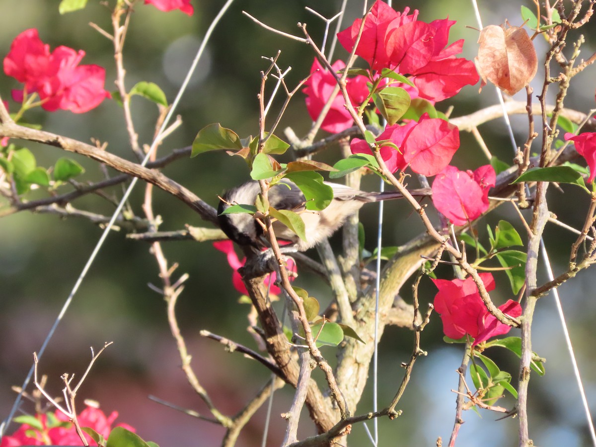 Carolina Chickadee - ML644886944