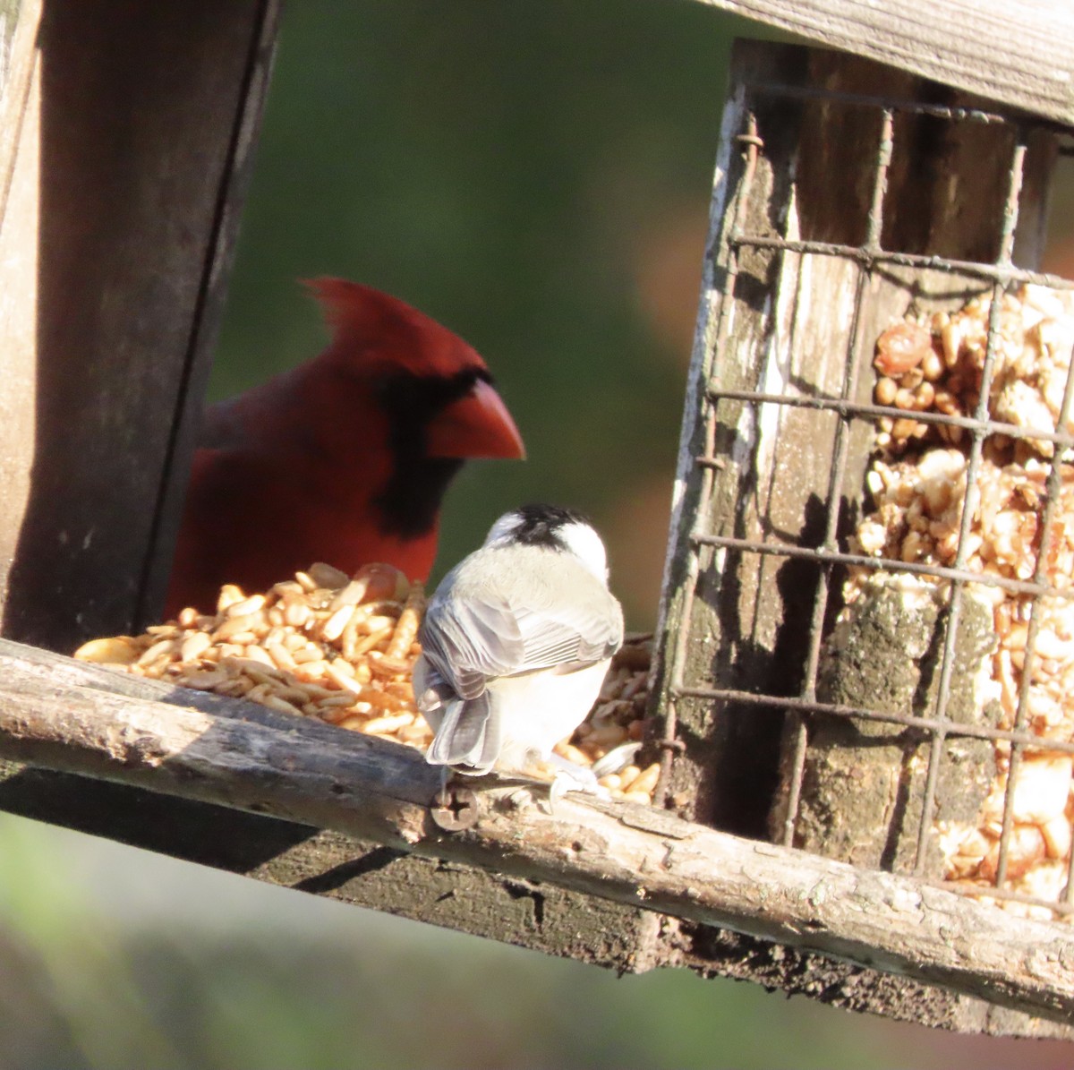 Carolina Chickadee - ML644886945