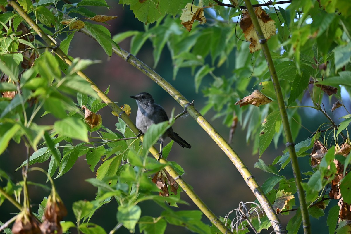 Gray Catbird - ML644886970