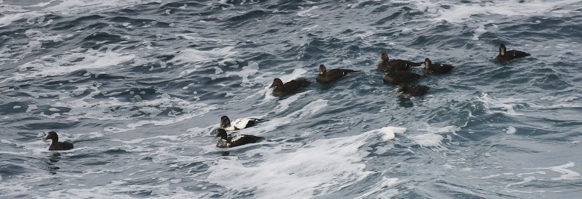 Eiderente - ML644886981