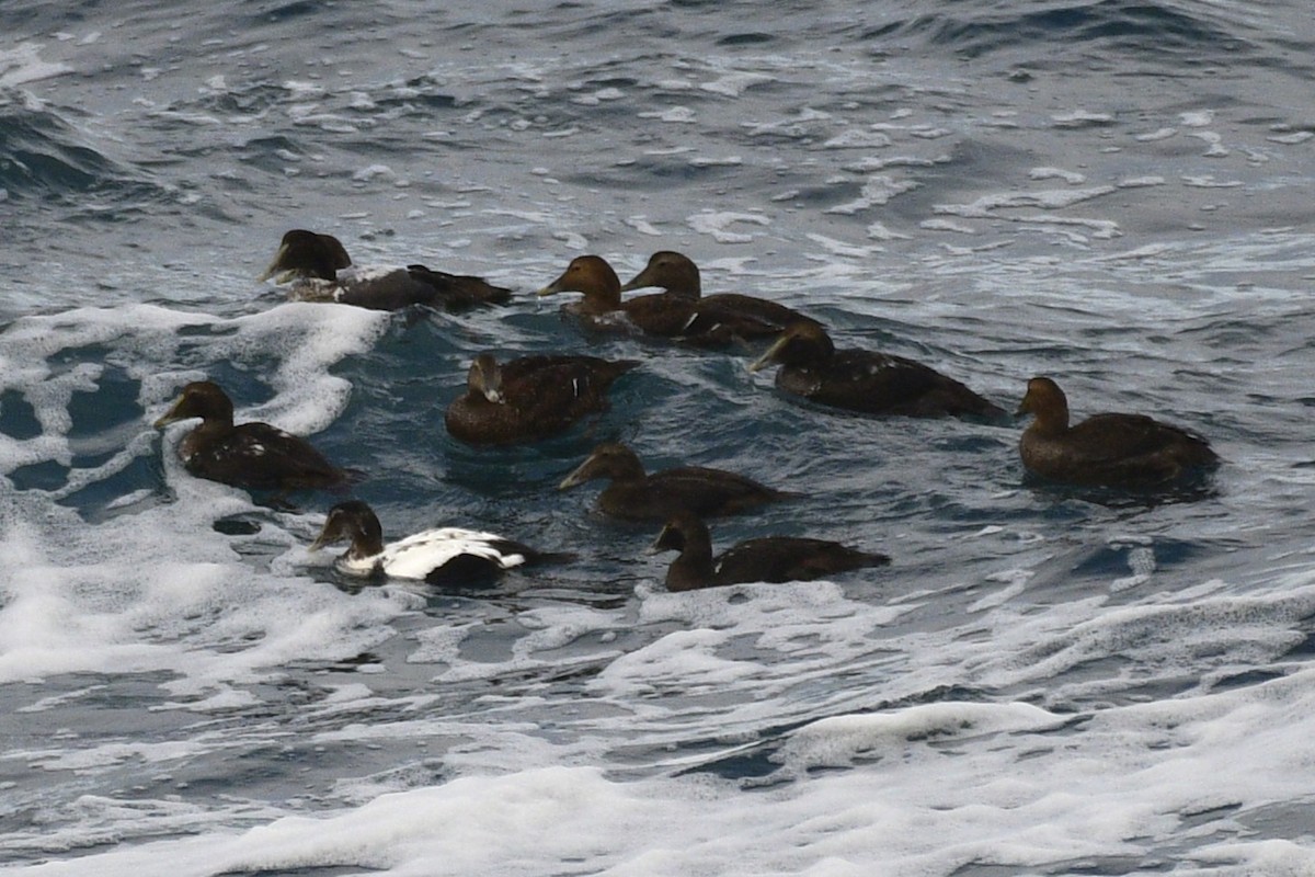 Eiderente - ML644886982