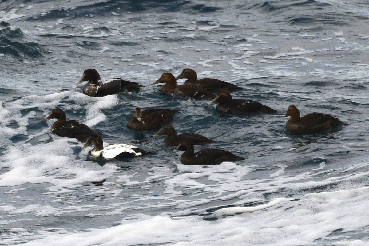 Eiderente - ML644886983