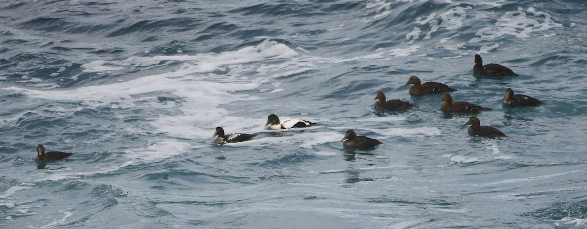 Eiderente - ML644886984