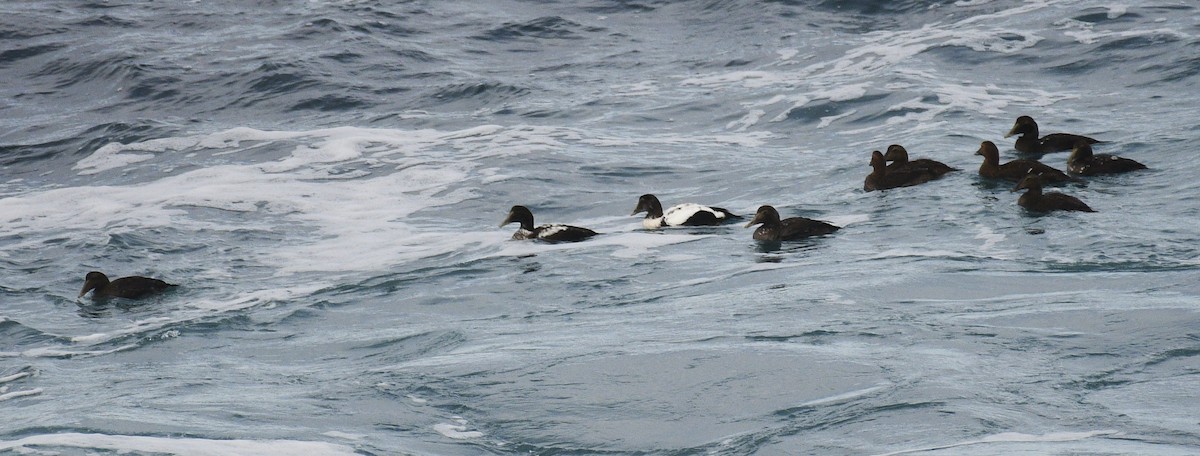 Eiderente - ML644886985