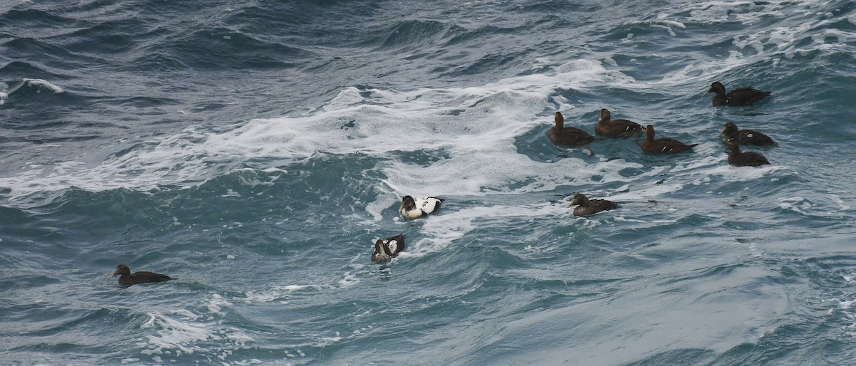 Eiderente - ML644886987