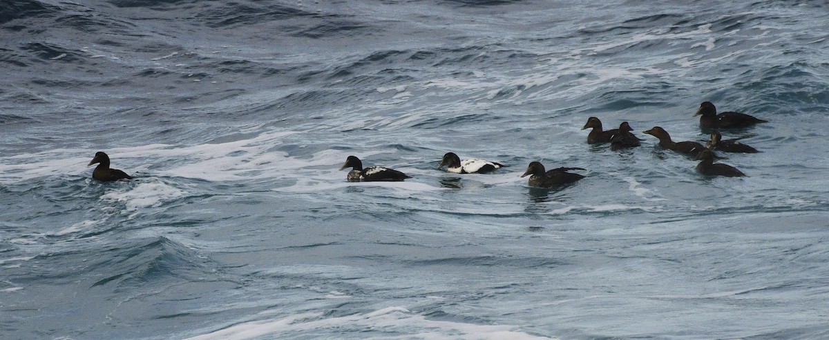 Eiderente - ML644886988