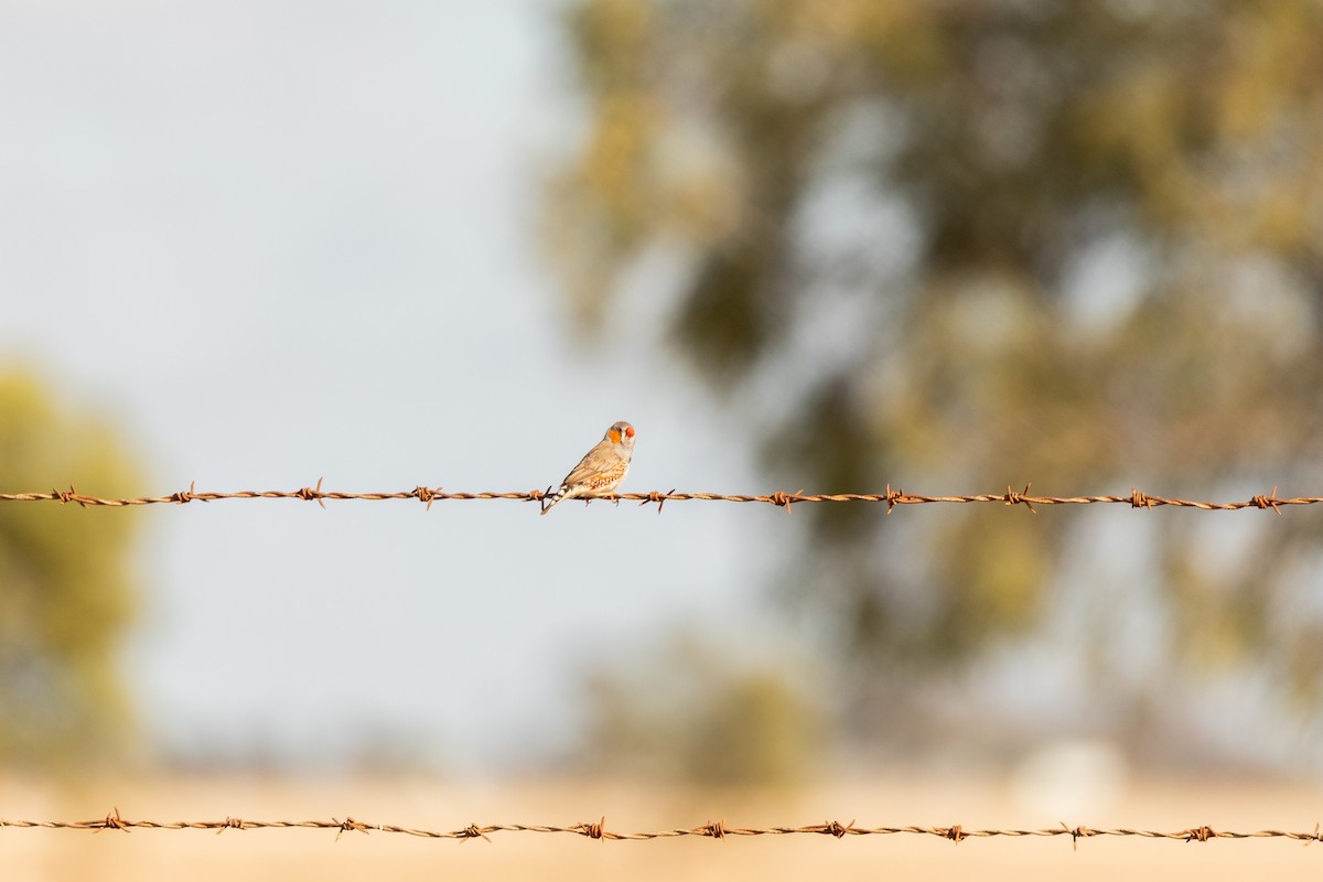 Zebra Finch - ML644887013