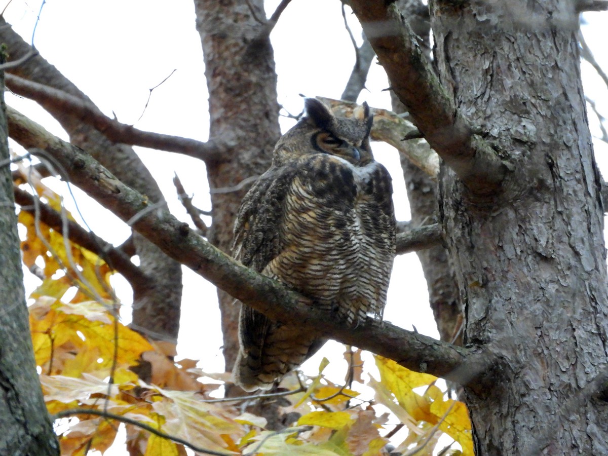 Búho Americano - ML644887016