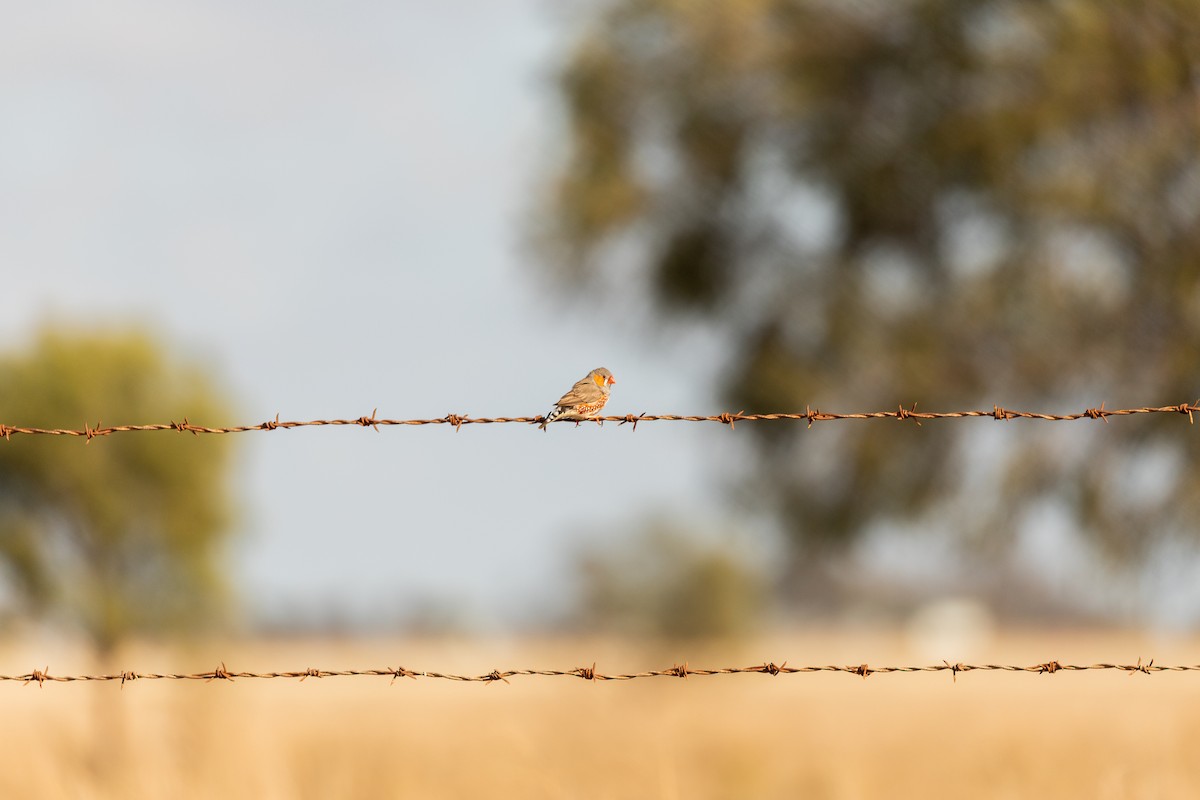 Zebra Finch - ML644887019