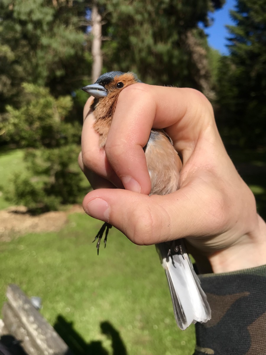Common Chaffinch - ML644887038
