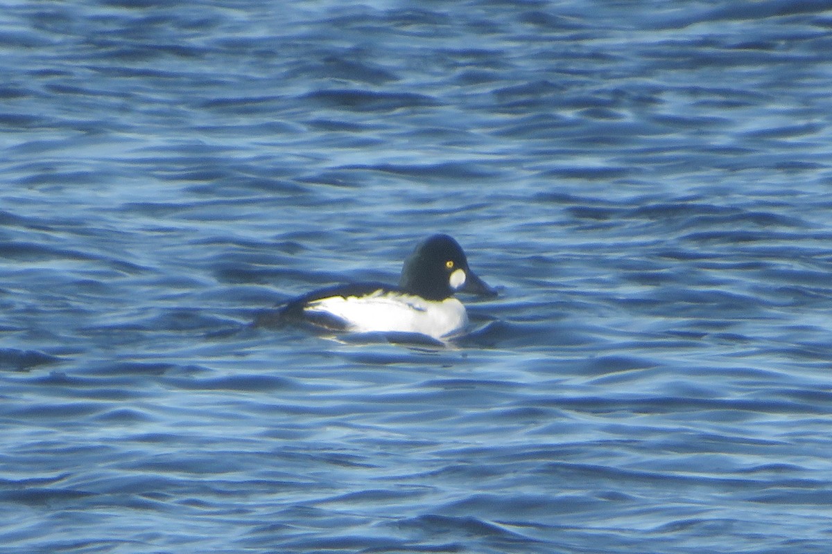 Common Goldeneye - ML644887051
