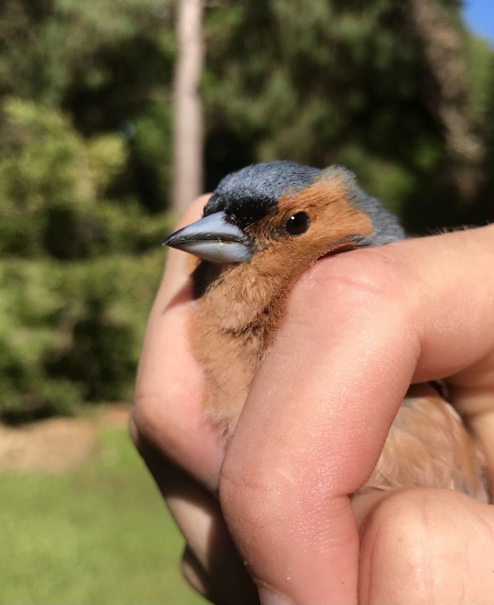 Common Chaffinch - ML644887064
