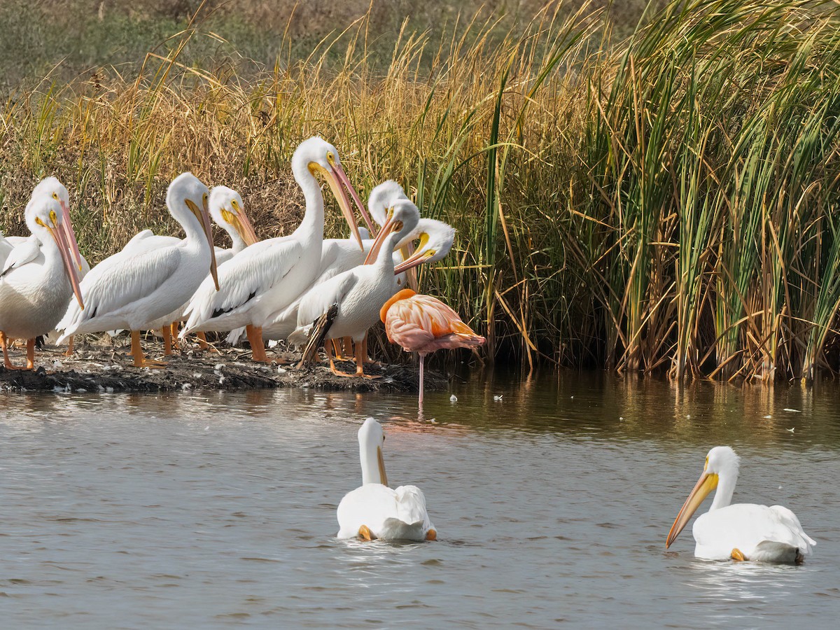 American Flamingo - ML644887071
