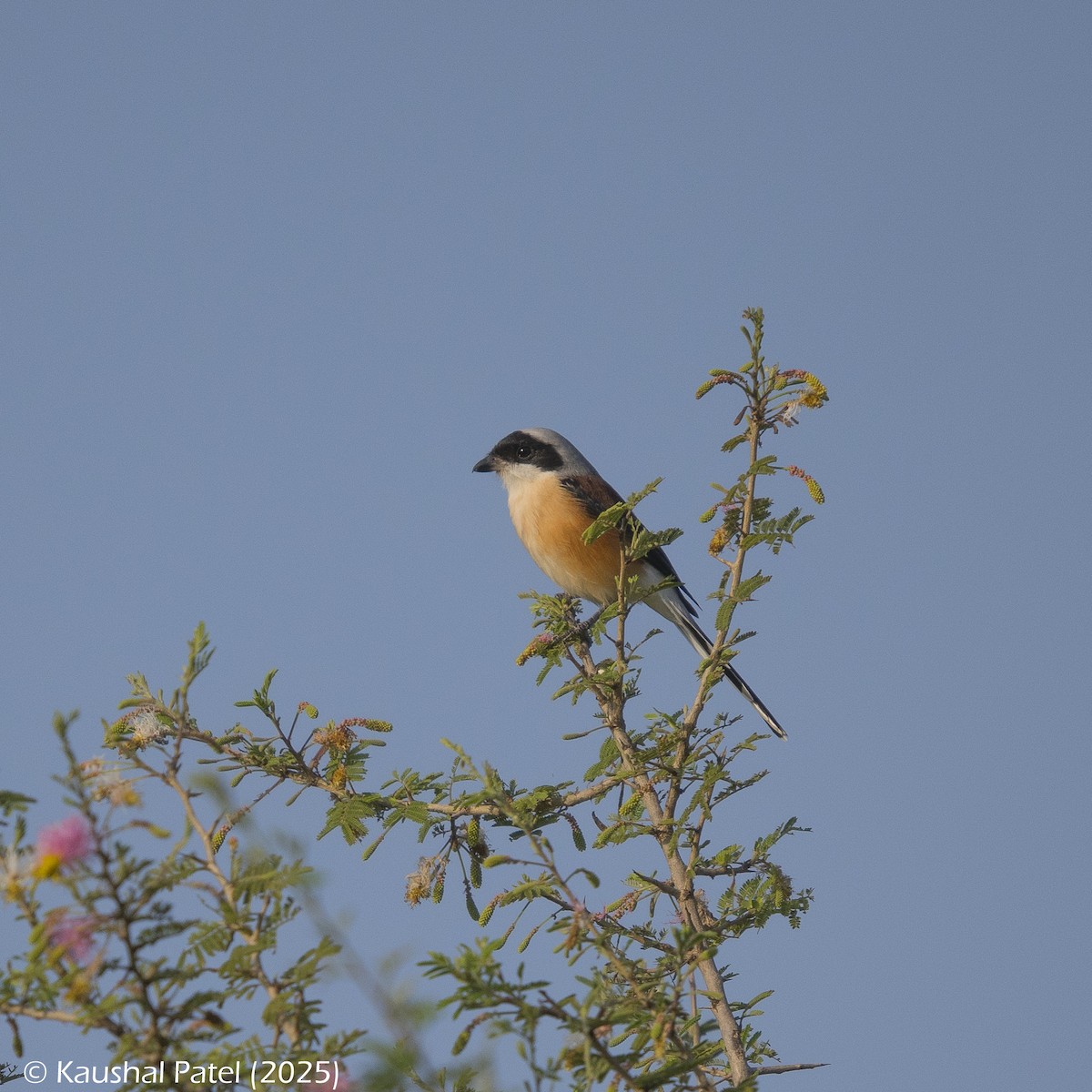 Bay-backed Shrike - ML644887077