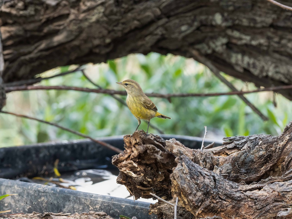 Palm Warbler - ML644887090
