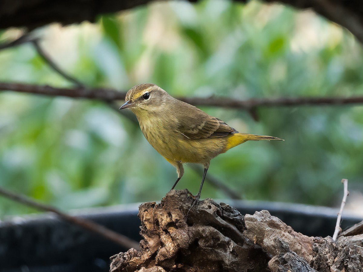 Palm Warbler - ML644887091